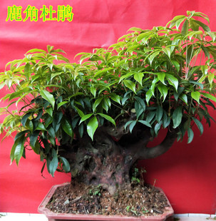 高山杜鹃映山红室内庭院植物盆景树桩鹿角杜鹃熟桩盆栽进化空气