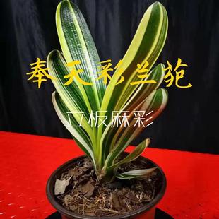 奉天彩兰苑彩色君子兰君子兰小苗直播付款专拍链接