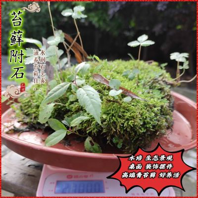 室内好养水培盆栽石头上青苔藓微景观绿植造景植物鲜活高级感客厅
