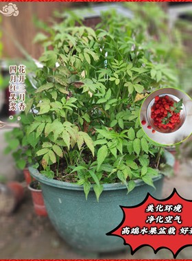 15棵蓬蘽三月泡树莓苗根盆栽阳台水果空心泡苗好养易活的绿植刺莓