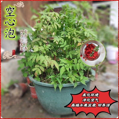 15棵蓬蘽三月泡树莓苗根盆栽阳台水果空心泡苗好养易活的绿植刺莓