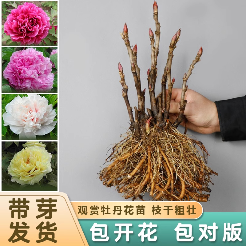 观赏牡丹苗盆栽地栽均可当年开花