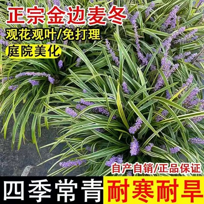 日本矮麦冬草金边阔叶庭院绿化