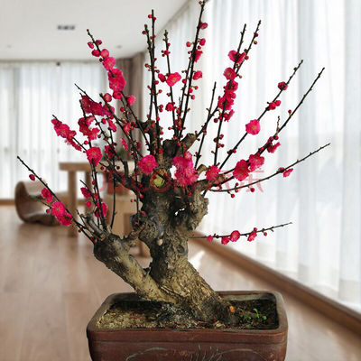 原生耐寒庭院阳台植物浓香盆栽红梅绿梅乌梅老桩树苗带花苞包邮