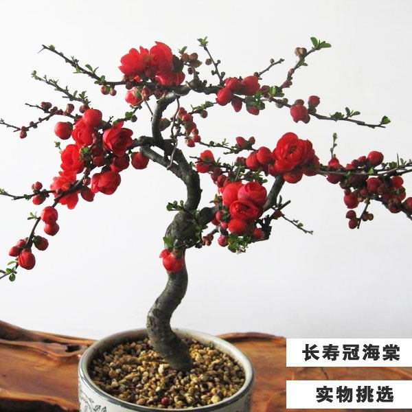 西府海棠花盆栽树苗长寿冠盆景树桩重瓣红花耐寒 四季开花包邮