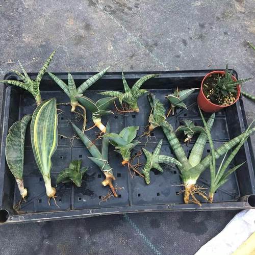 龙翼玫瑰步行者鲍鱼摇滚虎皮兰