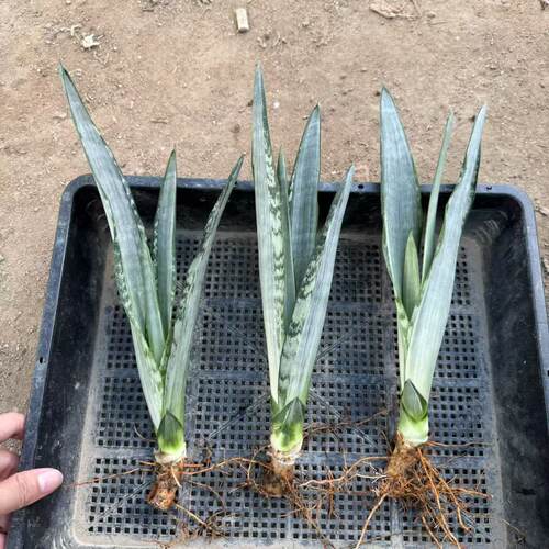 非常好养又好看的沙特虎皮兰