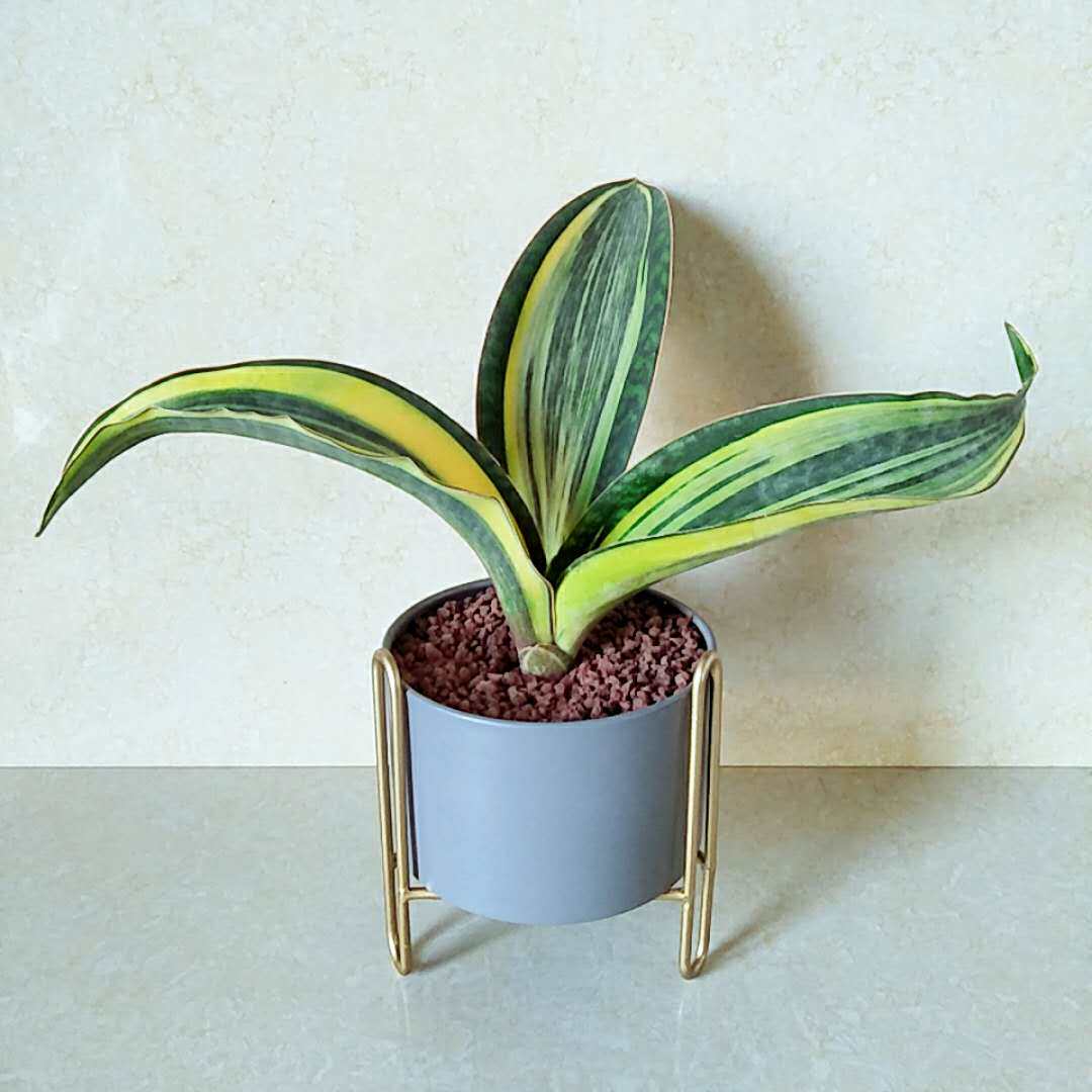 【泰国稀有品种】宝镜虎皮兰美化环境净化空气抗辐射