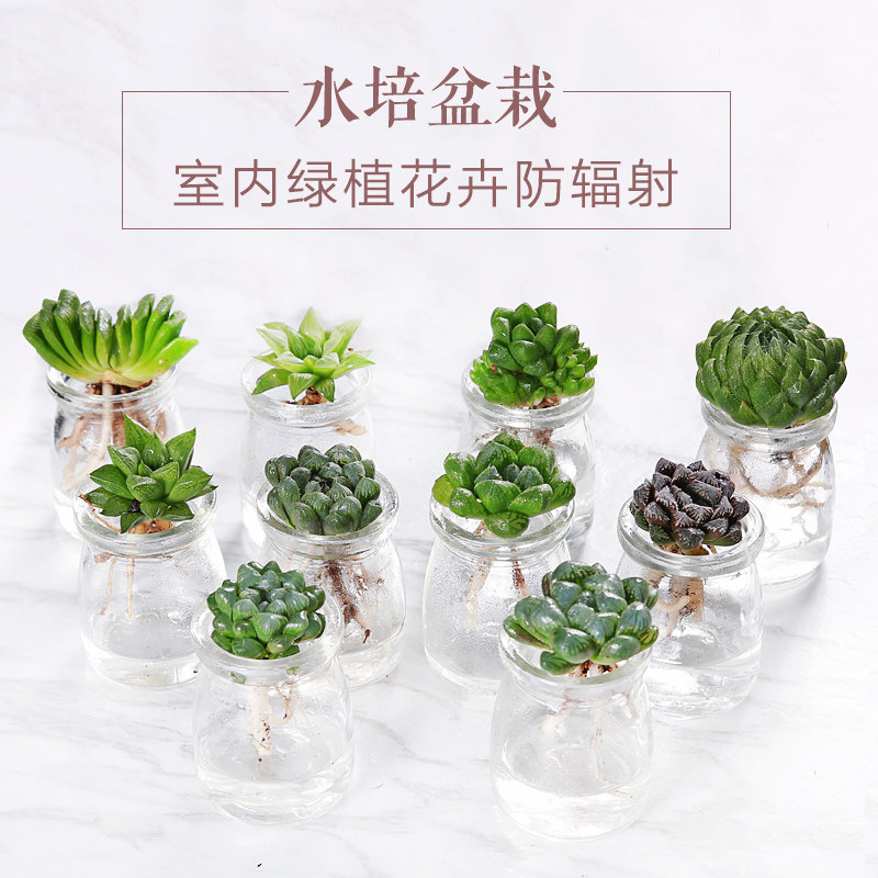 水培多肉室内植物 玉露水培多肉植物组合盆栽花卉 办公室桌面绿植,鲜花速递/花卉仿真/绿植园艺,多肉植物,淘宝优惠券,粉丝福利购,淘宝优惠卷