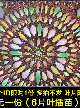 绿植组合进口盆景花卉多肉植物