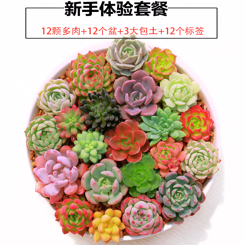 天天特价新手多肉植物套餐贵货组合盆栽 优品萌内含盆土铺面 包邮
