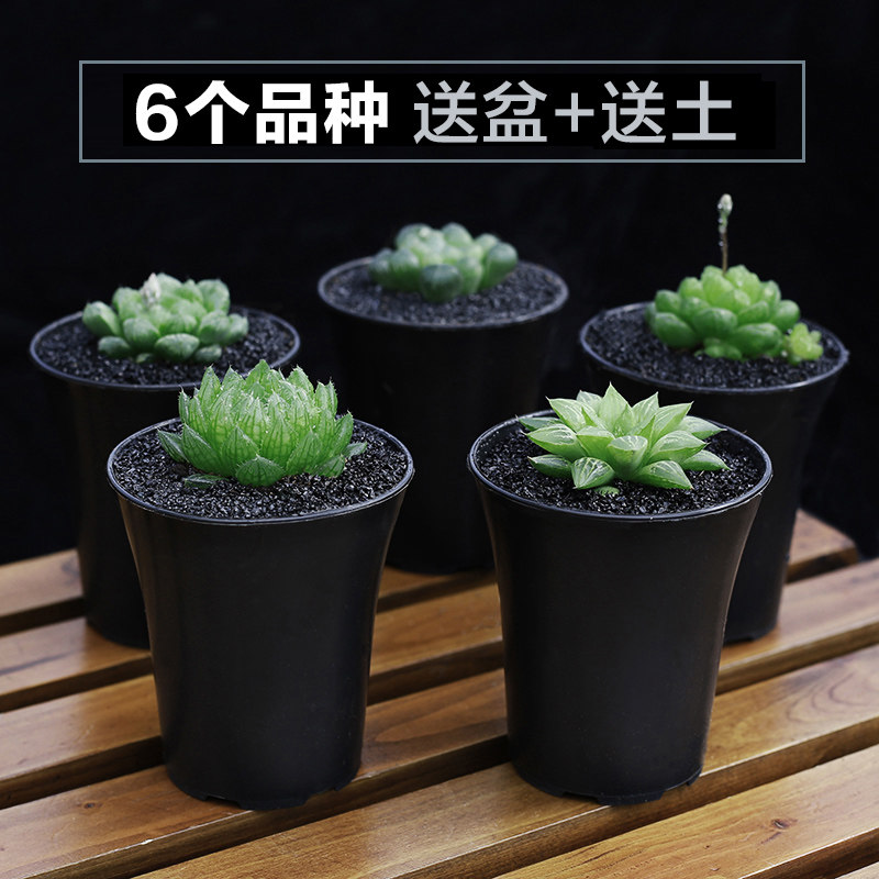 精选多肉玉露套餐 多肉植物组合盆栽 冰灯玉露 姬玉露 多肉玉露