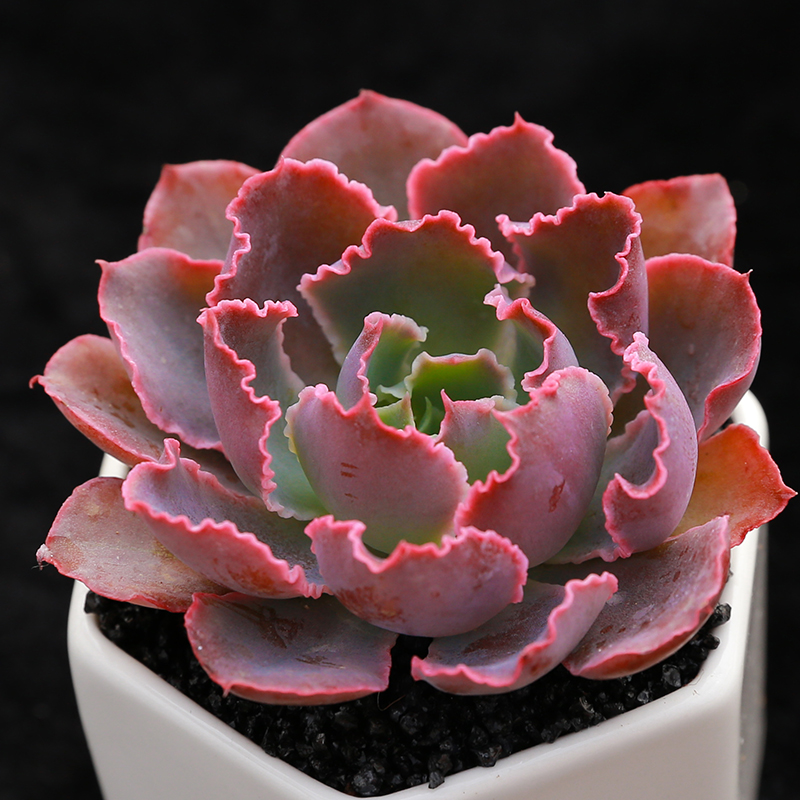 永盛园艺多肉植物晚霞之舞多头肉肉花卉盆景办公室组合盆栽微景观