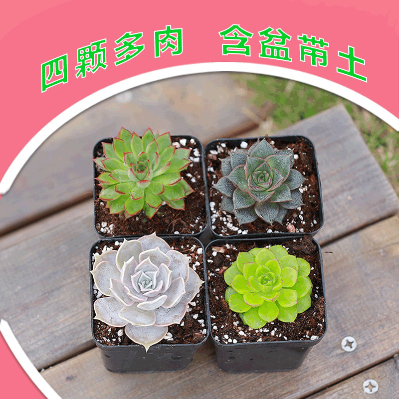 永盛园艺精选多肉植物 精选四颗组合套餐 室内外盆栽花卉含盆带土