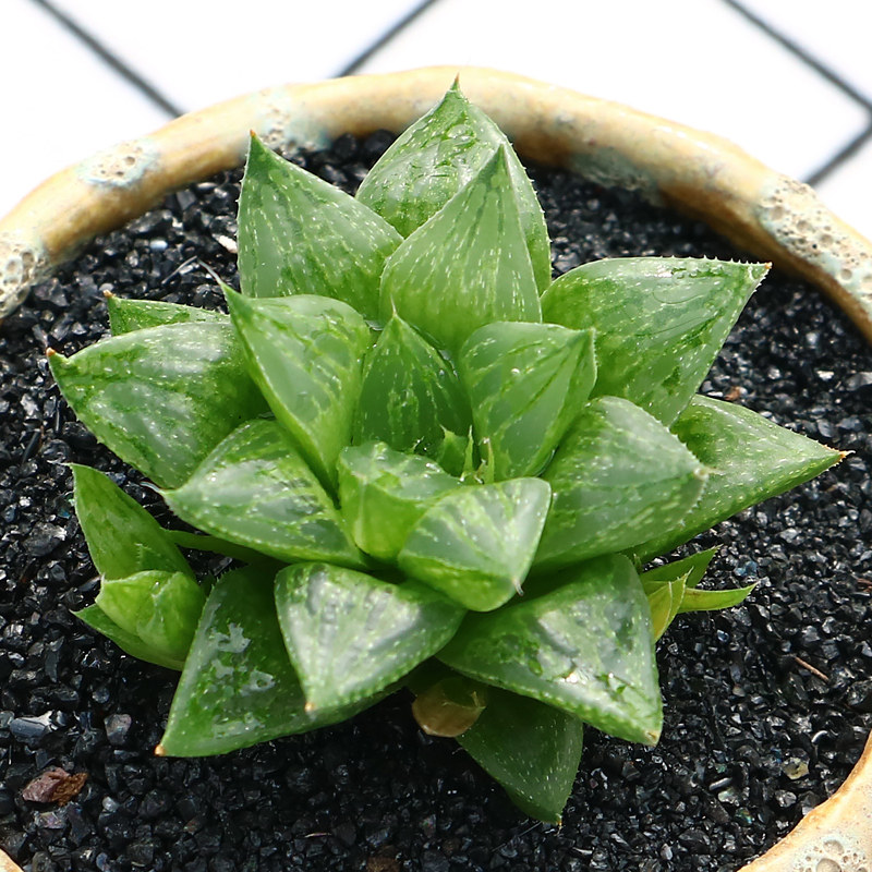 永盛园艺|精品多肉 玉露系列水晶寿 肉肉植物组合盆栽 防辐射花卉