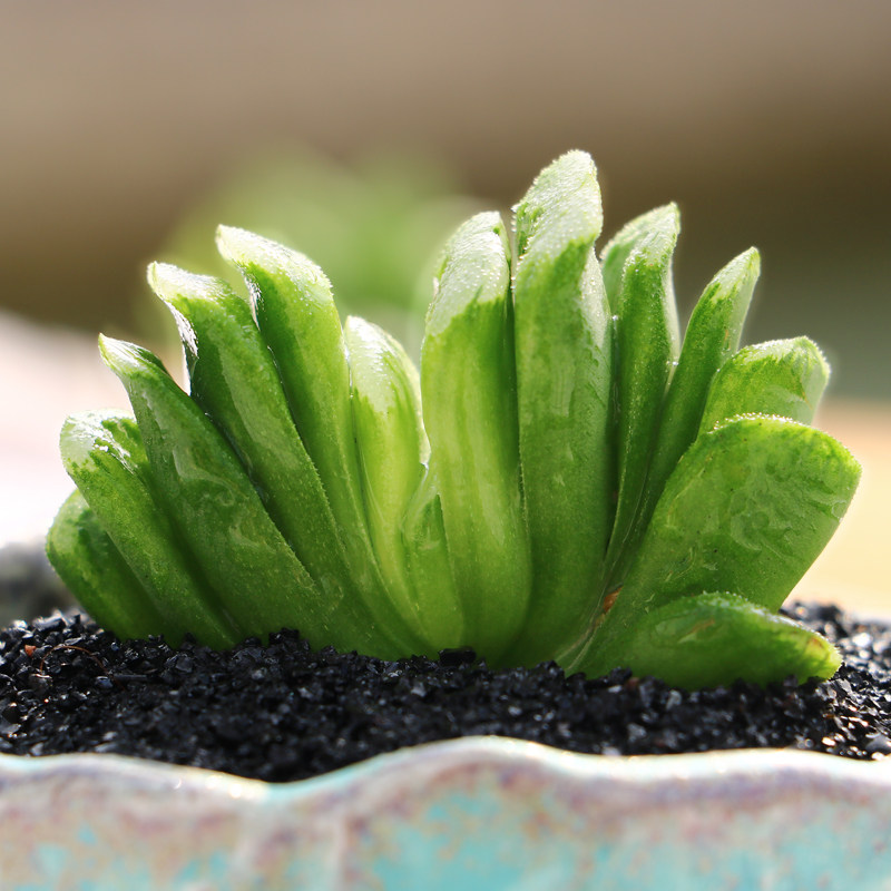 玉露十二卷属系列 玉扇 超萌肉肉迷你绿植组合室内外防辐射微景观