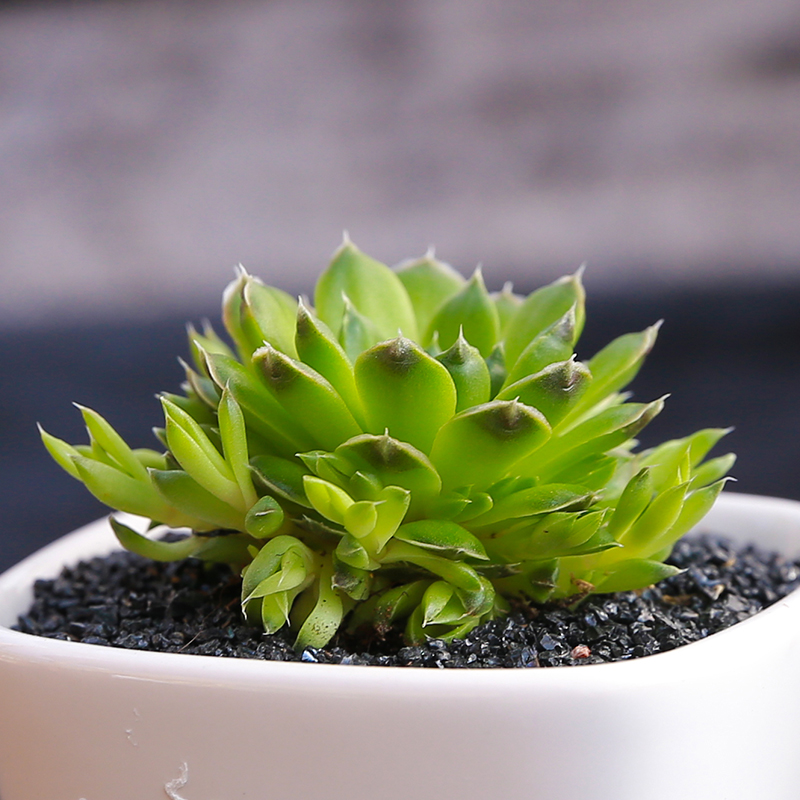 秀女瓦松多肉植物多浆植物 美观肉肉 办公室防辐射萌肉肉植物花卉