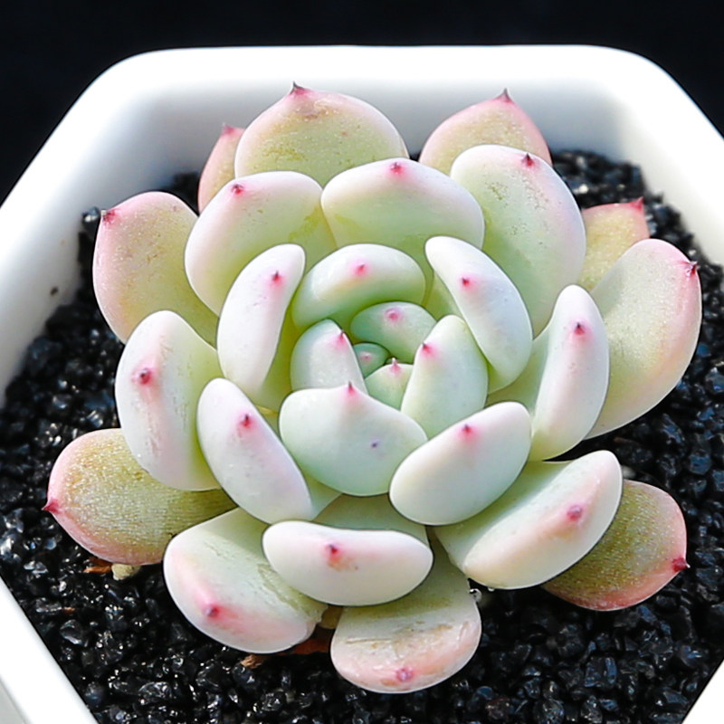 永盛园艺|多肉植物组合 雪爪 室内多肉植物迷你小盆栽多肉