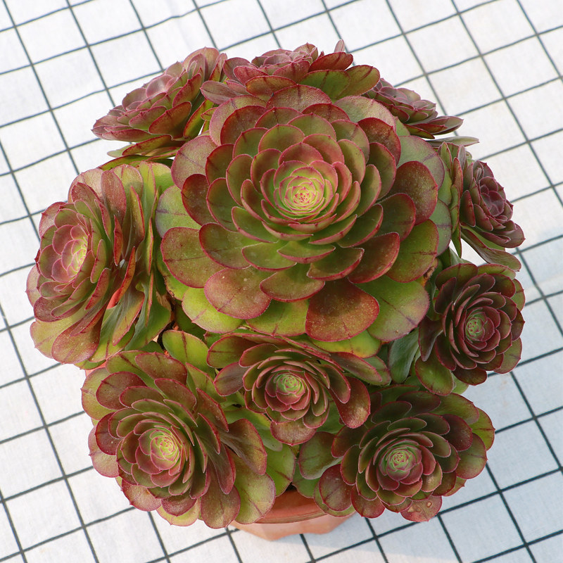 永盛园艺多肉植物新款万圣节群生多肉植物组合盆栽室内萌肉肉花卉