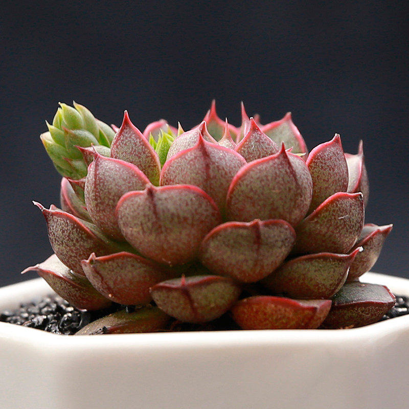 上海大邱多肉植物 小合锦 小和锦室内外迷你萌肉肉绿植物组合盆栽