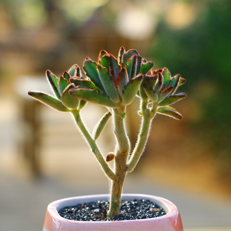 多肉植物新款黑兔耳群生 月兔耳大老桩3头以上萌肉肉花卉室内盆景