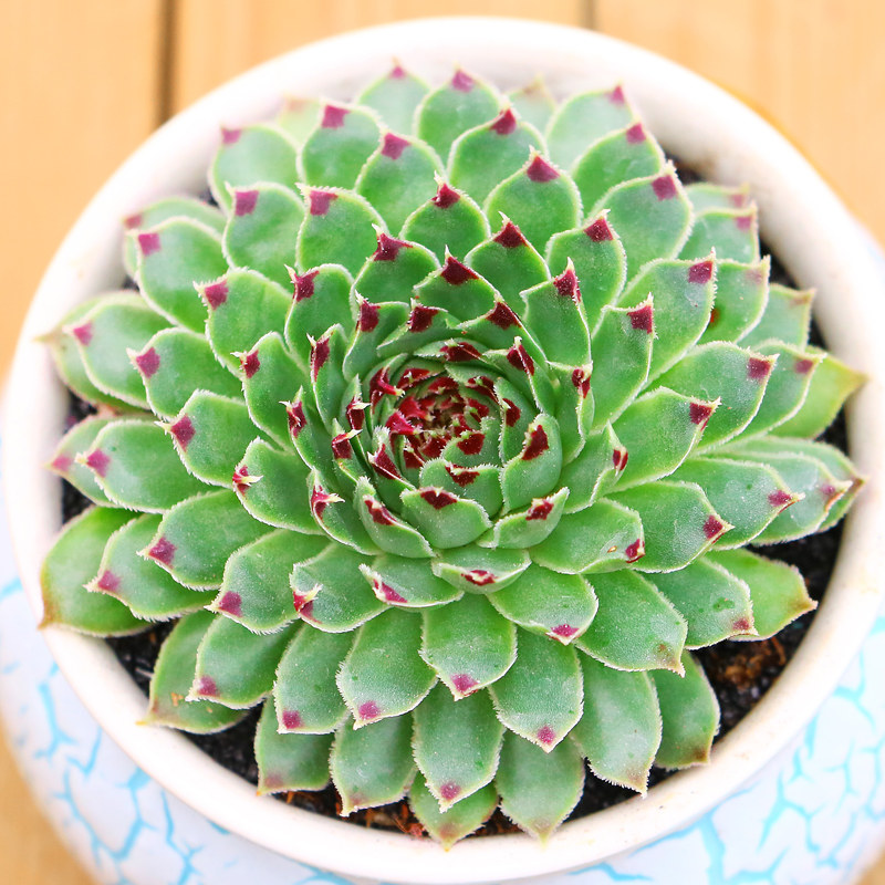 永盛园艺|多肉植物 长生草 莱茵河多肉植物室内组合盆栽 超萌多肉
