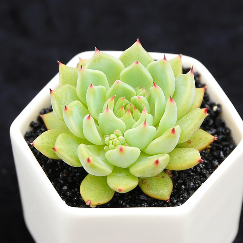 永盛园艺|多肉植物 室内绿植防辐射 办公室组合盆栽花卉 原始绿爪