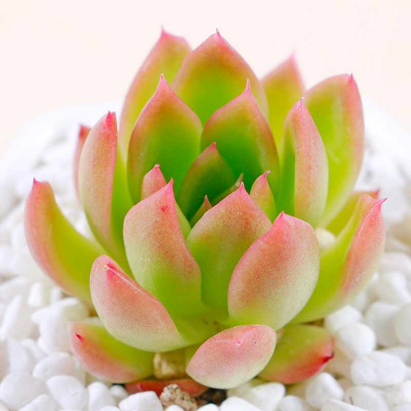 永盛园艺多肉植物 黄金表丽娜 银东云室内肉肉小盆景花卉绿植新手