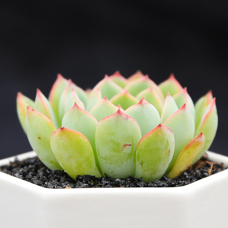 莎莎女王多肉植物 新手萌肉肉组合盆栽 桌面防辐射花卉绿植防辐射