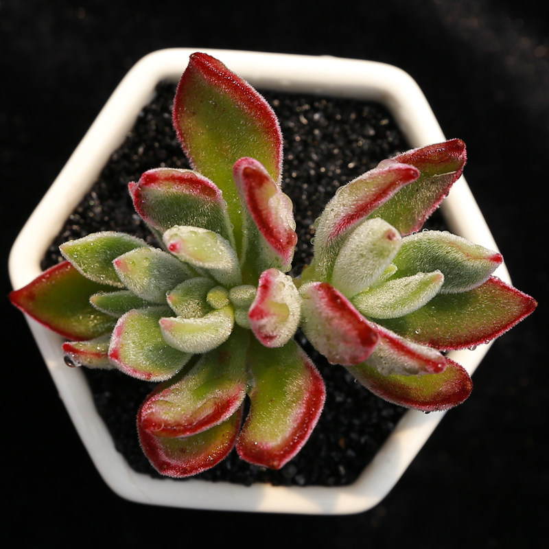 永盛园艺 锦晃星 红兔耳多肉植物盆栽绿植花卉趣味肉肉办公室阳台