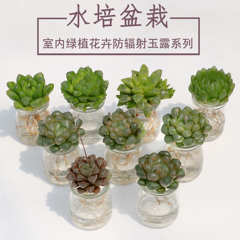 永盛园艺多肉植物玉露水培套餐组合盆栽水养多肉植物套餐桌面绿植