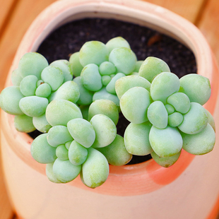 永盛园艺多肉植物新款天使之泪群生室内植物萌肉肉花卉植物