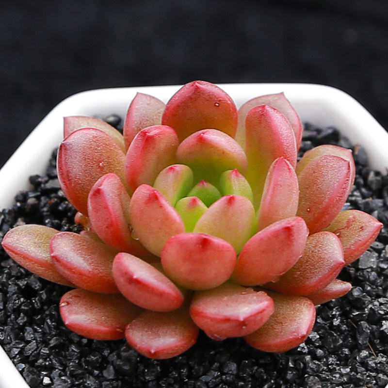 永盛园艺多肉植物 红宝石多头 办公室内外萌肉肉迷你盆栽植物花卉