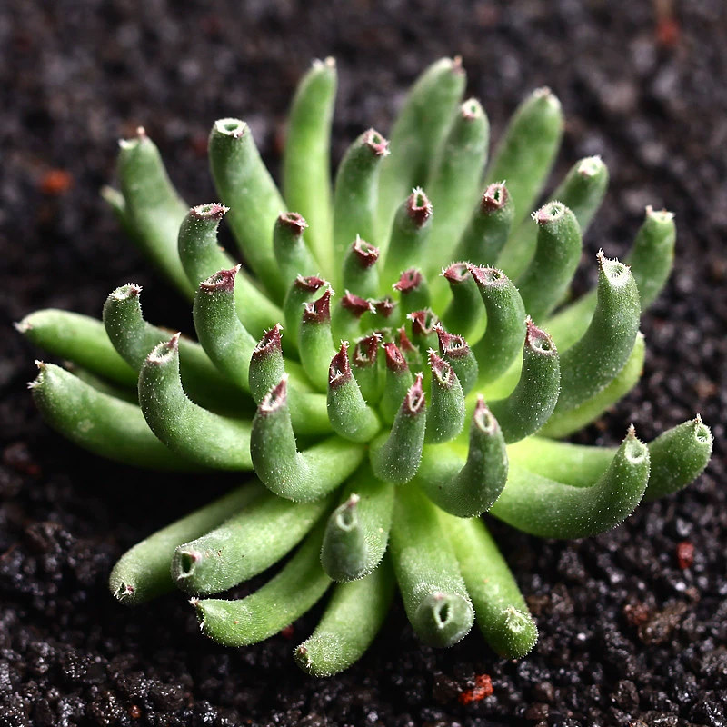 永盛园艺 百惠多肉植物 桌面防辐射办公室萌肉肉绿植花艺组合盆栽