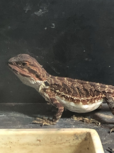 鬃狮蜥蜴幼体活体宠物入门级爬宠苗子柑橘红系包活温顺新手安全