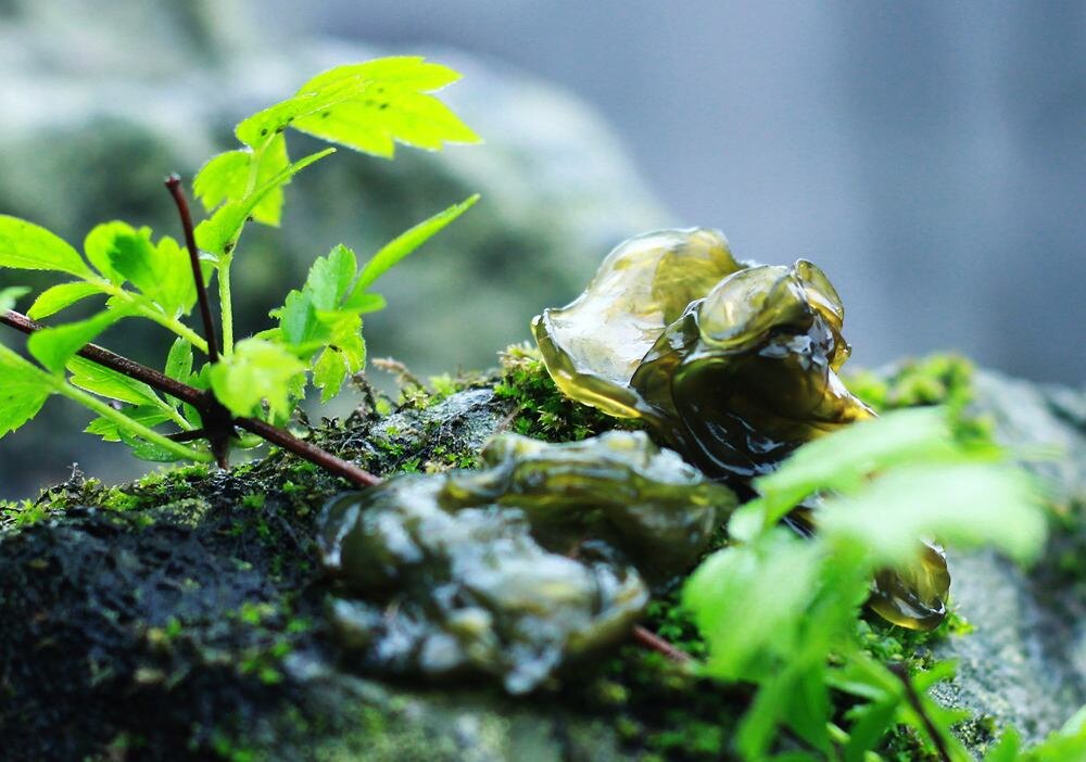 湘西野生地皮菜新鲜雷公菌湿地衣非干货地软免洗野菜地木耳 包邮