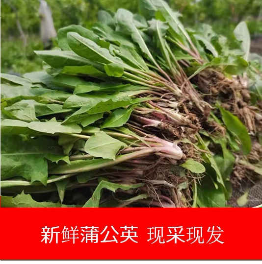 蒲公英新鲜现挖现发山野菜婆婆丁花嫩叶草东北蘸酱菜纯野生菜苦菜