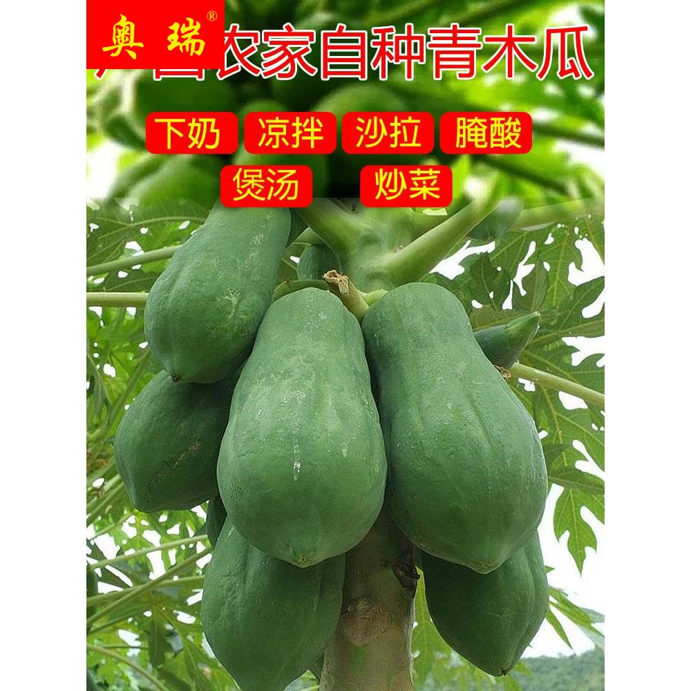 广西青木瓜哺乳期下奶用产妇水果土木瓜沙拉新鲜生木瓜农家蔬菜10