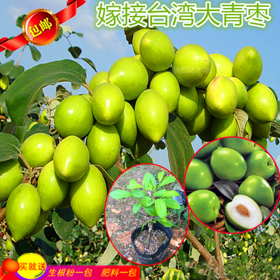 瑞发南方果苗大青枣高产当年挂果