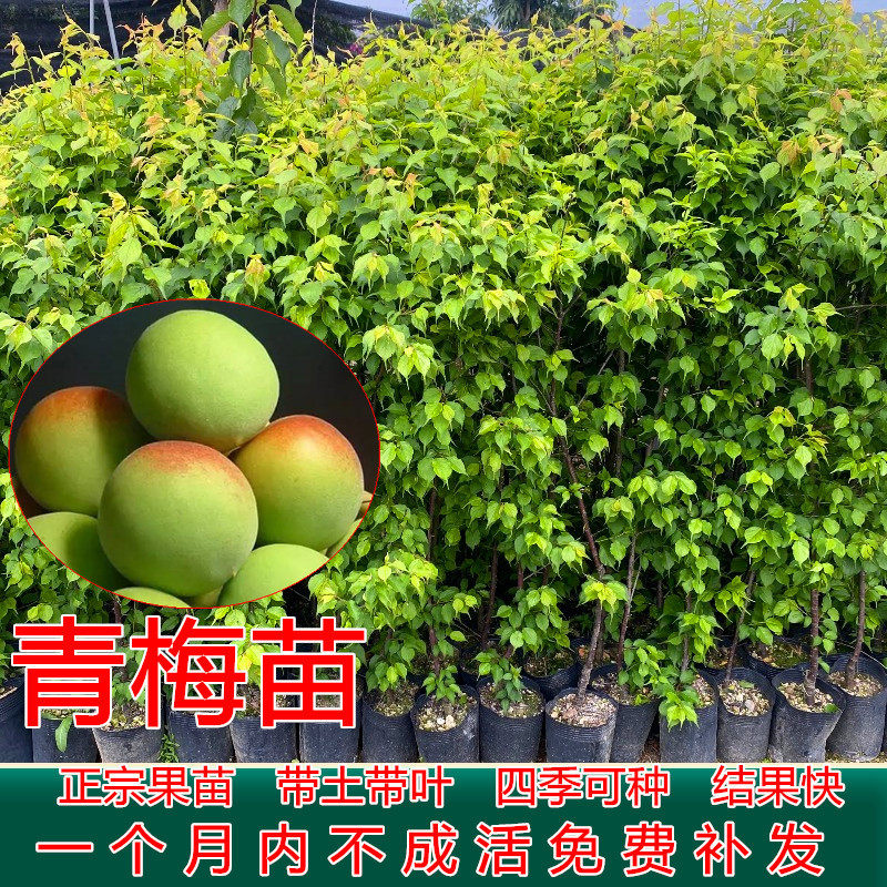 大果青梅苗正宗嫁接青梅树苗南方果苗梅花种植盆栽地栽泡酒酸梅苗