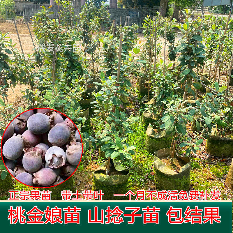 改良大果桃金娘树苗捻子树苗果树山捻子苗乌稔苗盆栽种植当年结果