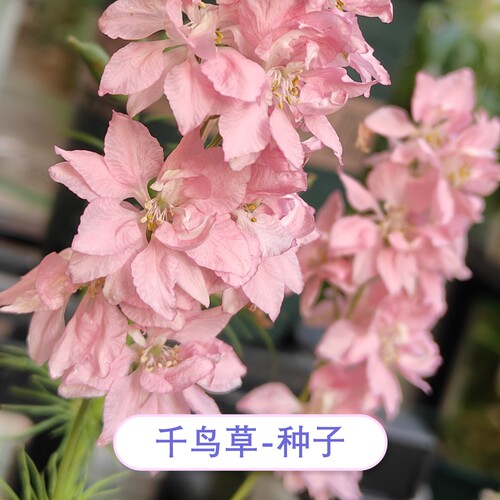 【限量花种】10元包邮分享-千鸟草粉色小飞燕草种子秋播家庭自收