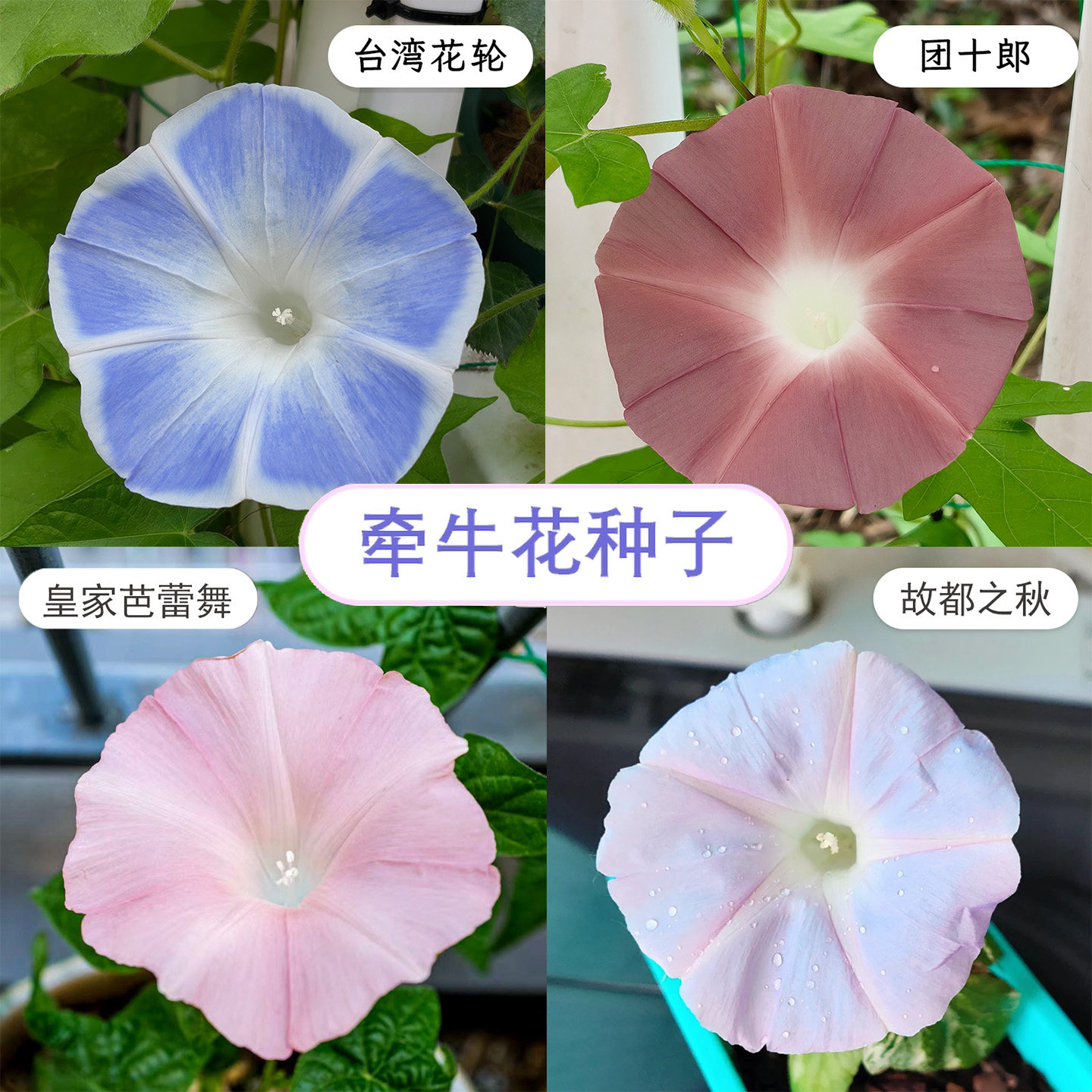 【限量花种】10元包邮分享-台湾花轮牵牛花种子春播爬藤朝颜多色