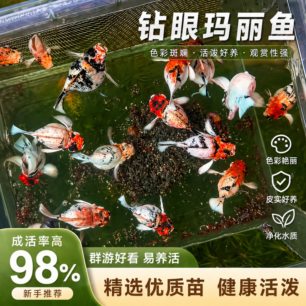 钻眼瓷白玛丽球鱼 精品纯种热带观赏鱼 生态鱼缸耐活好养玛丽鱼苗