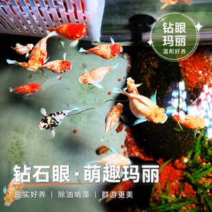 钻石眼玛丽鱼越系Molly水墨玛丽球体孔雀鱼燕尾熊猫黑白玛丽球鱼