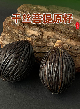 千丝菩提原籽狐尾椰子