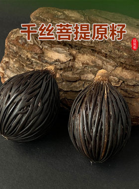 千丝菩提原籽狐尾椰子