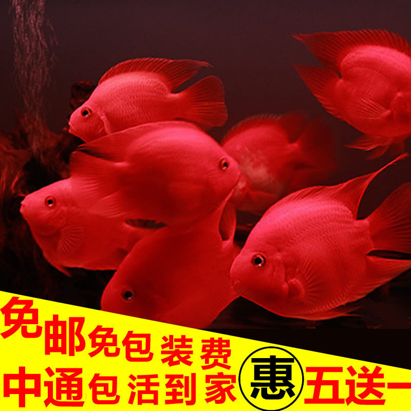 AAA元宝血鹦鹉鱼活体中大型热带鱼观赏鱼发财鱼红财神鹦鹉淡水鱼