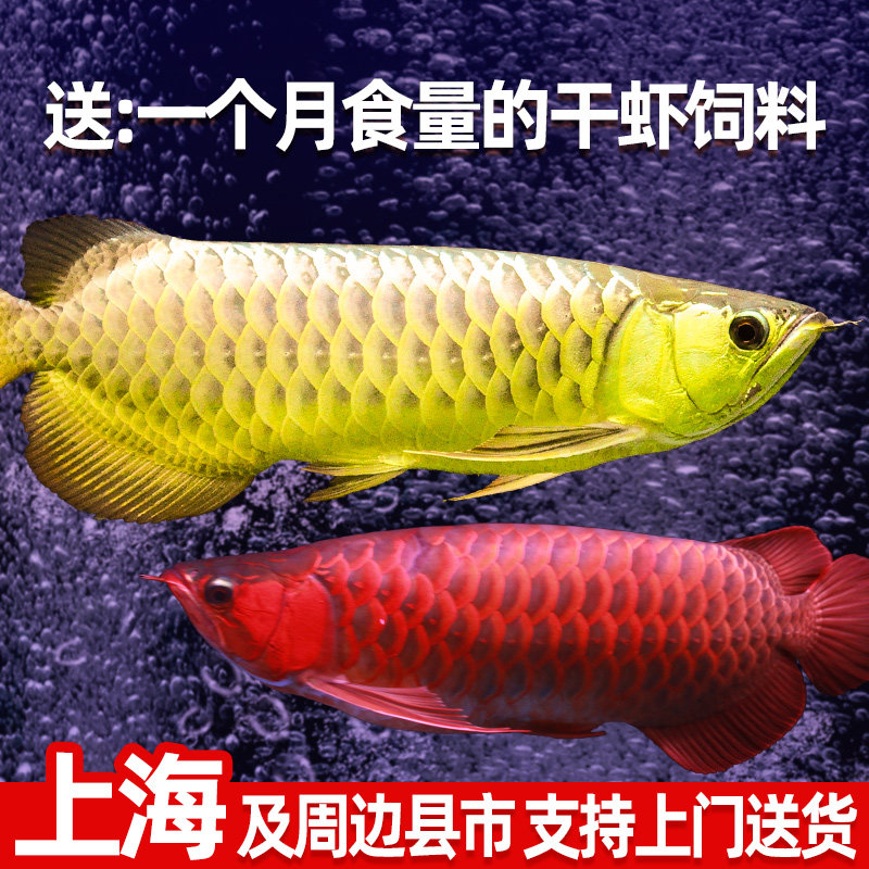 金龙鱼活鱼红龙龙鱼印尼超血辣椒红龙鱼苗练手过背活体热带观赏鱼
