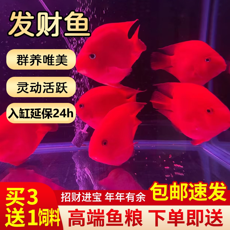发财鱼红财神鹦鹉鱼招财鱼观赏鱼